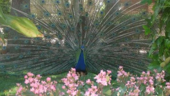 Finca Concejo, Bodas y Eventos
