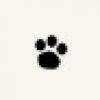 Esposizione Canina Arezzo