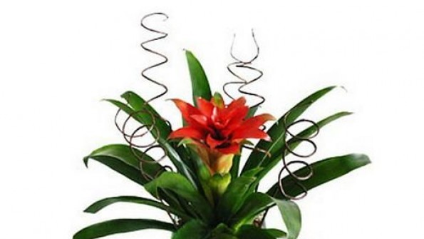 Garden MM Locações e Decorações para Eventos