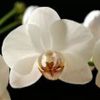 Taller Arte Floral