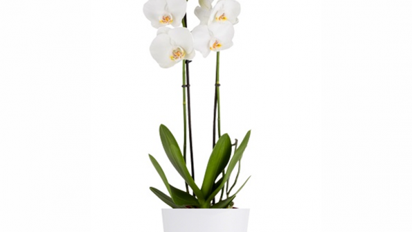 monorchidee.com