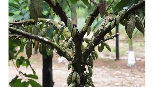 NaturCocoa