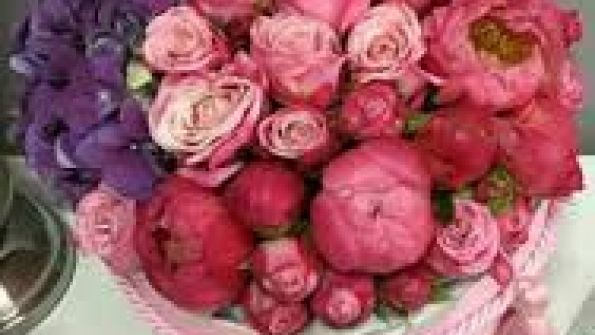 ALMA ROSES