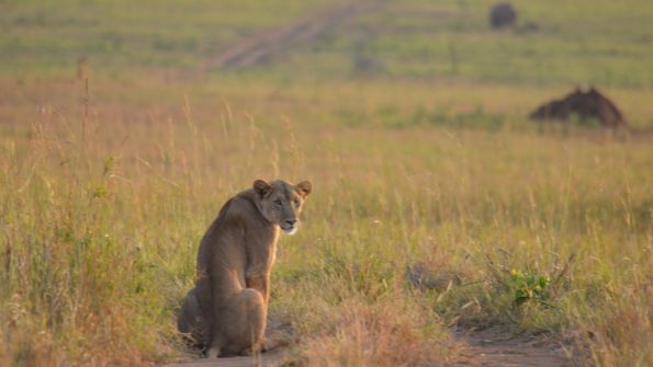 Atlas African safaris Ltd