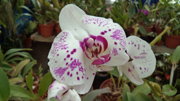 LAS MEJORES PLANTAS ORNAMENTALES -- BEST ORNAMENTAL PLANTS