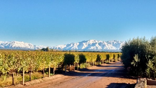 Wine City
