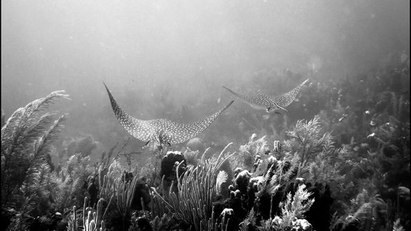 Pura Vida Diving