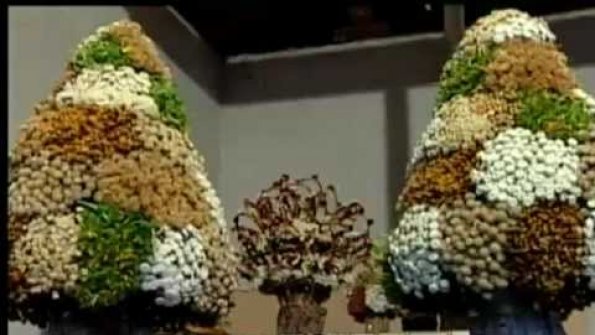 Flores Do Campo