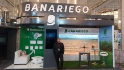 Banariego